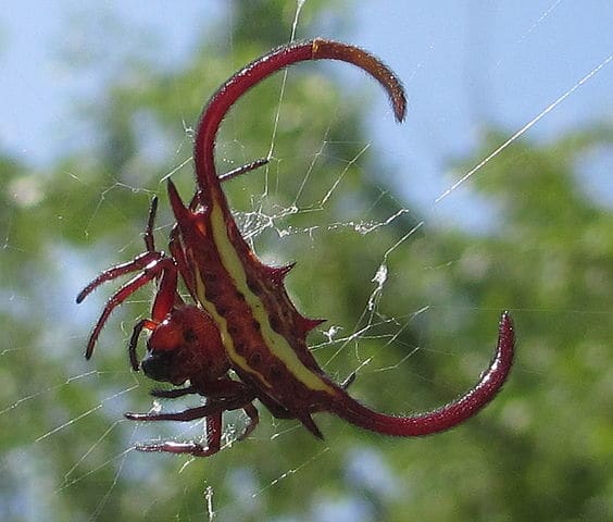 Spider with fangs. In Mecufi district of Mozambique, close to the sea coast.