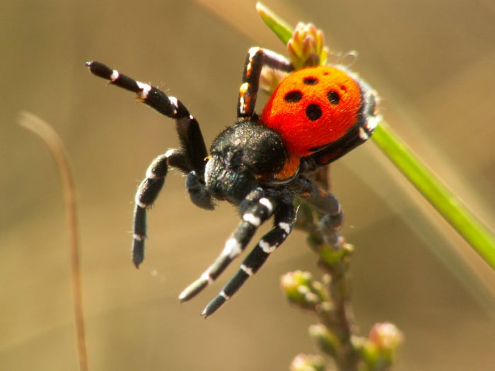 Eresus sandaliatus. A male spider tries to pick up the scent of a female with organs on his legs.