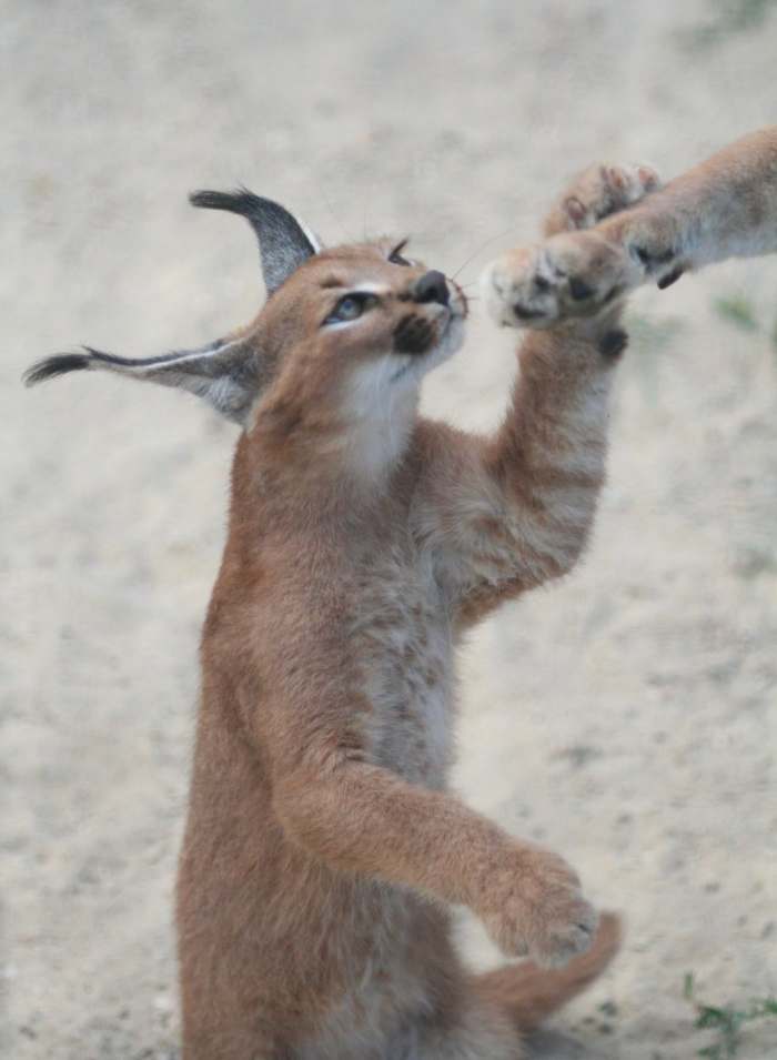 Caracals are born with ear tufts close to full size. These wild animals quickly mature, becoming aggressive.