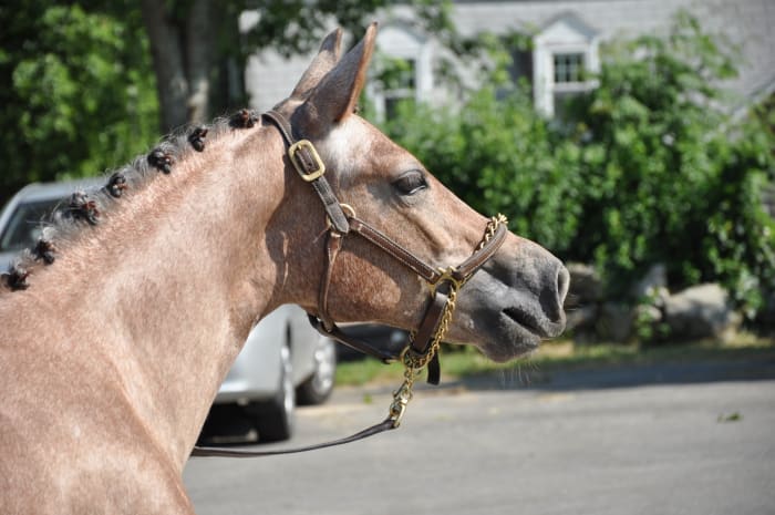 This beautiful young horse is at a show for the first time, and is very excited by the new smells and sights. Her handler has put the chain around the horse's nose to better keep the horse's attention.