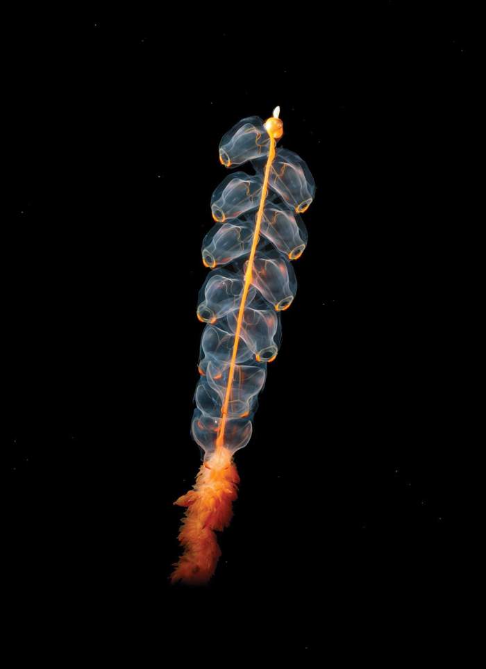 Marrus orthocanna