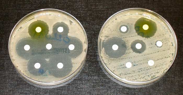 The bacteria in the dish on the left have been killed by antibiotics released by the white disks. The bacteria in the dish on the right are resistant to some of the antibiotics, as shown by the lack of clear spaces around the disks.