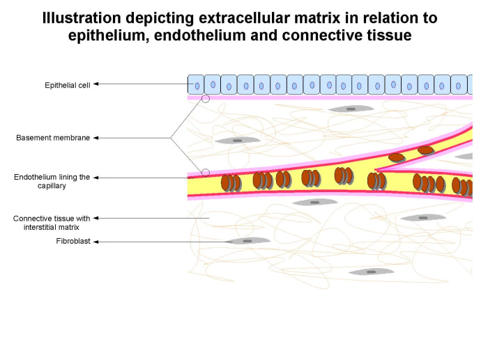 The extracellular matrix is shown on either side of a capillary. Despite the basement membrane's name, it's considered to be part of the ECM.
