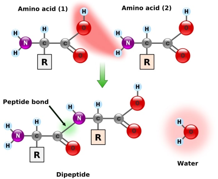 Two amino acids join by a peptide bond. A chain of amino acids has many peptide bonds and is known as a polypeptide.