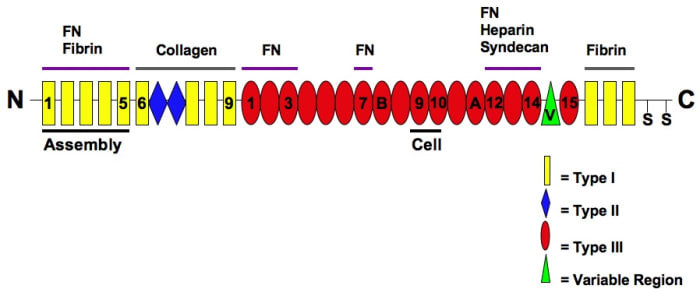 The illustration shows domains in a fibronectin polypeptide. The assembly domain is used when the inactive molecule changes its shape and is converted into an active form.