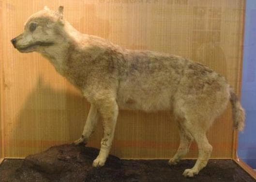 The 15 Most Beautiful Extinct Animals - Owlcation