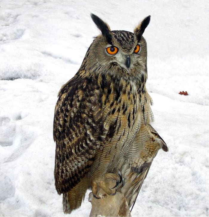 Eurasian Eagle Owl, Poland.