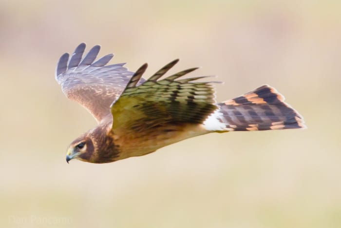 Britain's Hen Harrier population is thought to be threatened by the presence of the Eurasian Eagle Owl.
