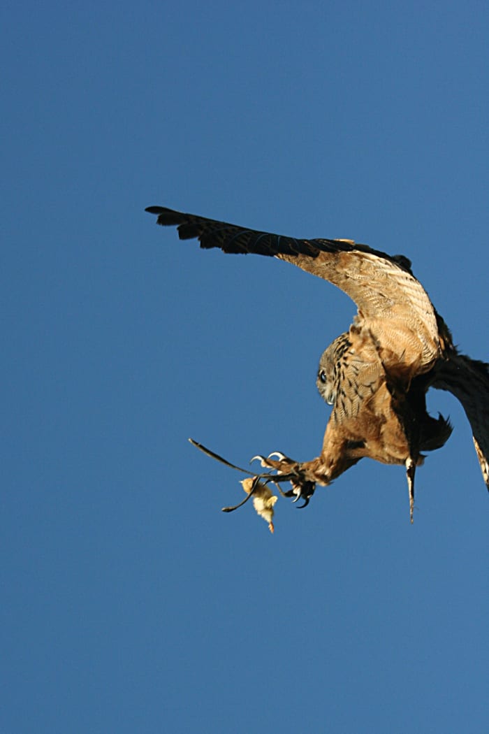 A Eurasian swoops for the kill.