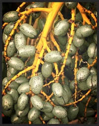 The Chinese Fan Palm grows yellowish-cream flowers which are followed by small oval fruits that are about 1 inch long. The green fruits will turn dark blue or blue-gray when ripe.