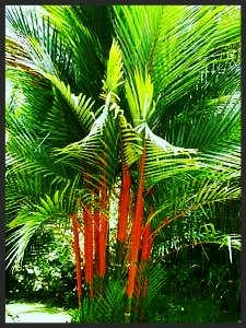 The Lipstick Palm is also known as Sealing Wax Palm, Rajah Palm, and Red Sealing Wax Palm.