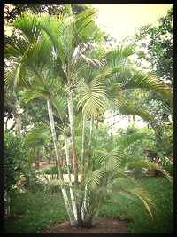 Areca Palms come from the Arecaceae family, also referred to as bamboo palm, golden cane palm, and butterfly palm.