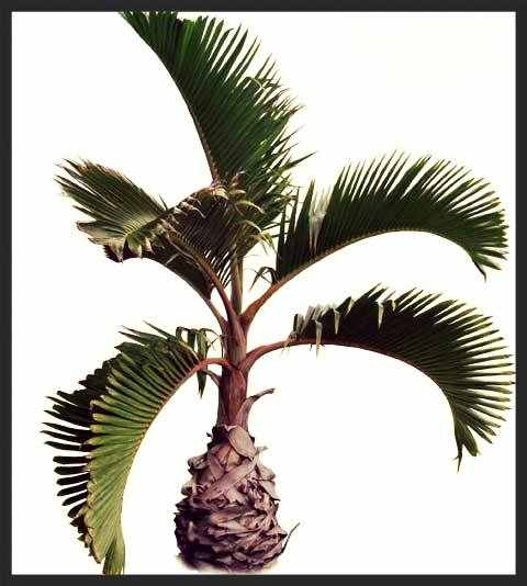 Bottle Palm Dwarf - Not cold hardy and will not tolerate frost. Ideal for USDA Zones 10a (30-35F) to 11 (above 40F)