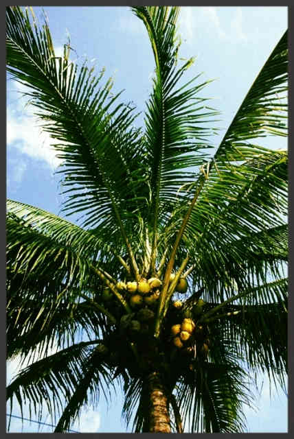 Flowers are followed by fruits called “coconuts”. Coconut is one of the most recognizable and most useful fruits in the world.