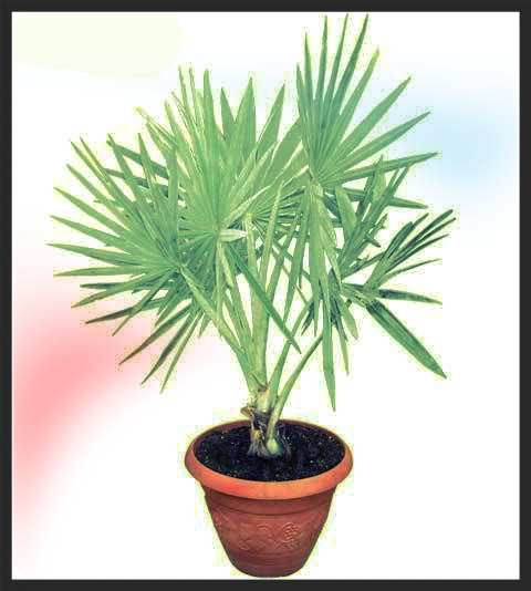 Bismarck Palms are known for their silvery fronds which grow vertically from toothed petioles.
