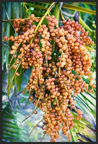 The Areca Palm produces small bright yellow flowers during late spring to early summer. After 2-3 months of blooming, light greenish-yellow fruit are produced and eventually turn yellow-orange when ripe.
