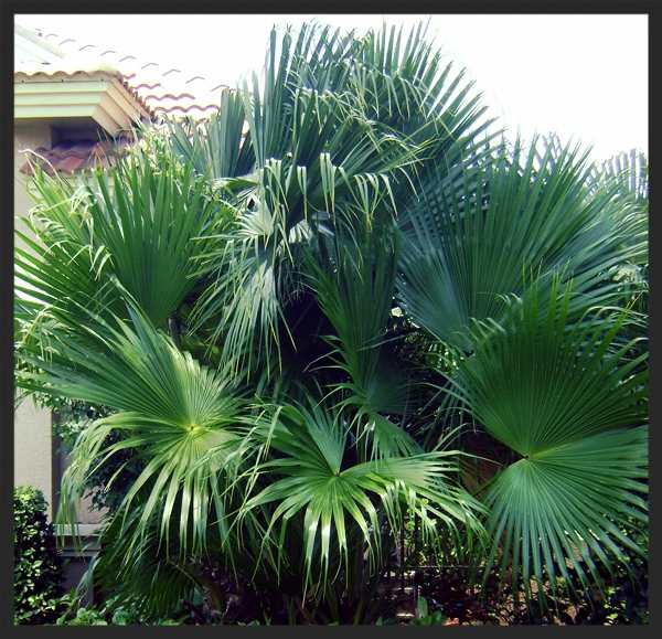 The Chinese Fan Palms, also known as Chinese Fountain Palms and Fountain Palms are also from the Arecaceae family. These beautiful palms are known for their short fat trunks with a grayish overtone.