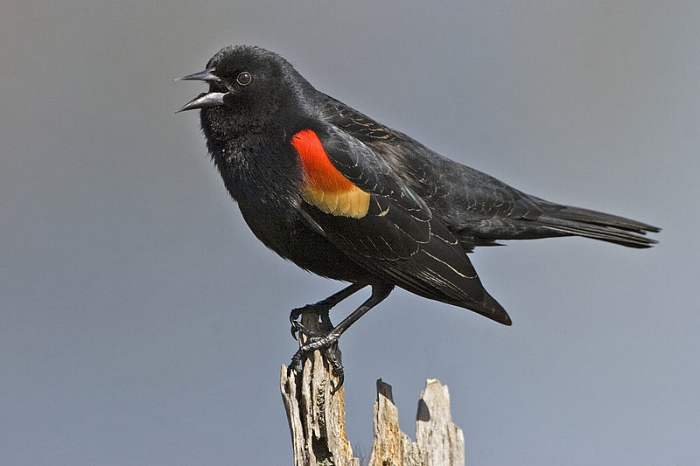 Red Winged Blackbird: a small black bird with red shoulders. It will sometimes visit NC bird feeders.