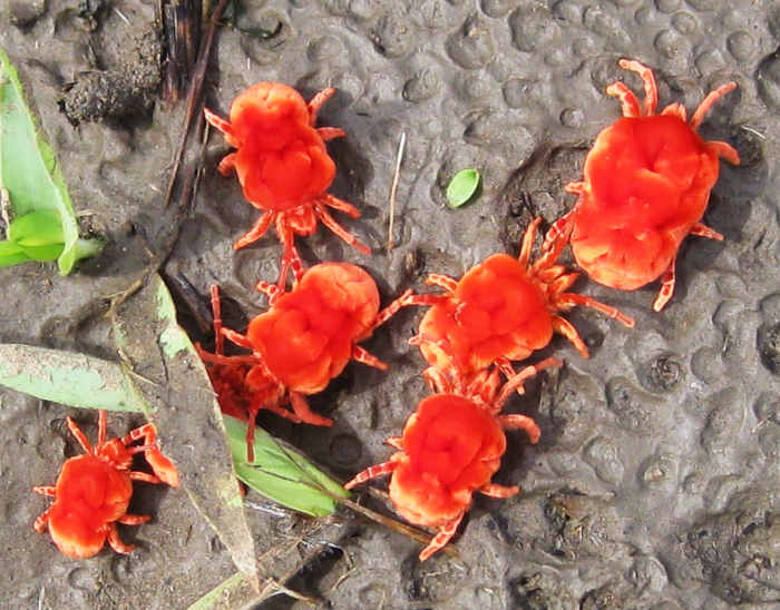 Red velvet mite (or "red velvet mite", Dinothrombium sp., family Trombidiidae) looks like a thick, but its main prey is the termite. The adults live underground until the rains start, when they emerge in large numbers