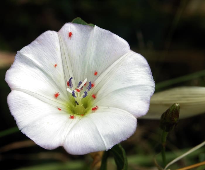 Red Velvet mites on Convolvulus arvensis flower