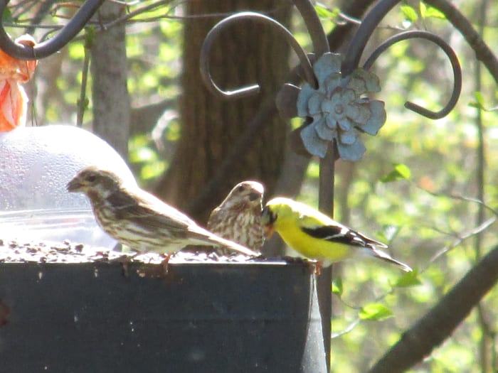 Female Purple Finches are well-suited to blend in while on the nest or when foraging on the ground. A male goldfinch shares the buffet, outfitted in his sunny yellow and black suit.
