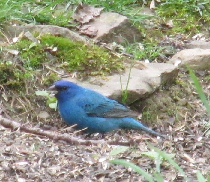 Male Indigo Bunting foraging for seeds. His cobalt blue color is due to a layer of cells that reflect the light. Our eyes perceive this as blue, but the true color (brown) comes from melanin.