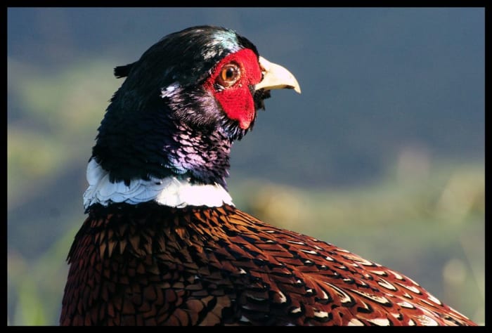 Iridescent feathers of this gorgeous pheasant shine in the sun.
