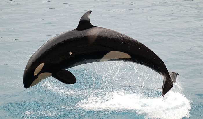 Did increased competition from predatory whales and other sharks lead to the extinction of the biggest shark that ever lived?