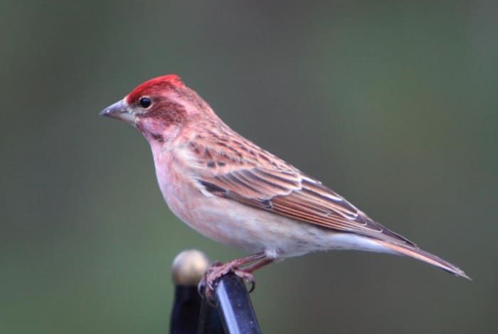 A look-alike cousin to the purple finch, Cassin’s finch has a peak at the top of its head; and this bird likes to add bits of other birds’ songs to finish its own lovely warbling musical extravaganza. It is most often found in western mountain woods