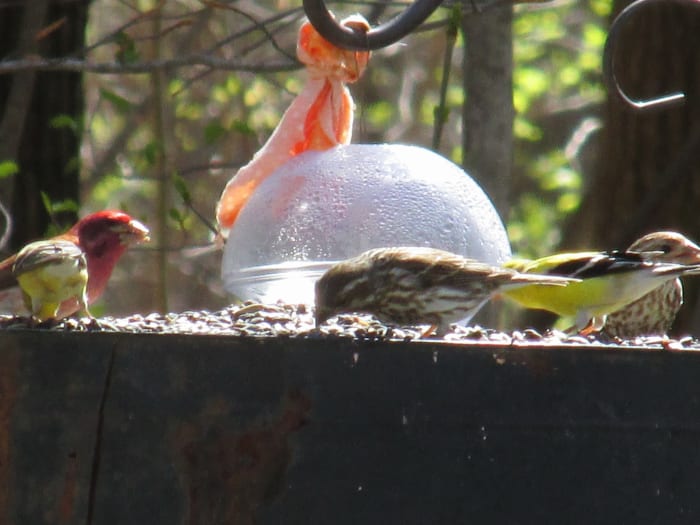 Male Purple Finch and brown-streaked female purple finches share lunch with goldfinches.