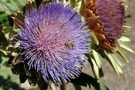 Artichokes make a beautiful and delicious statement in your garden. They also provide food for both humans and seed-loving finches.