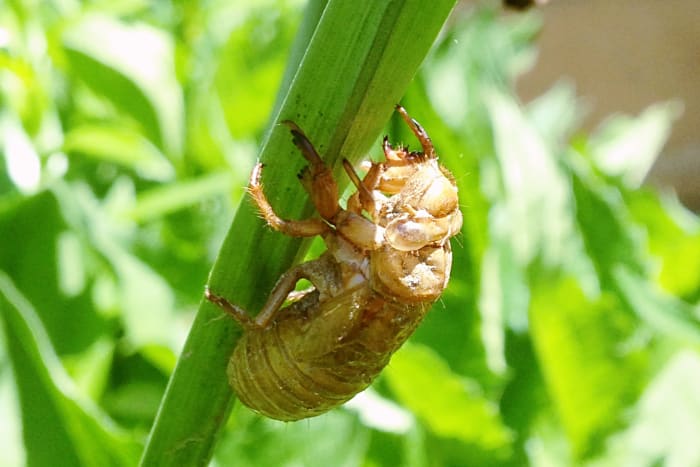 Un guscio di cicala