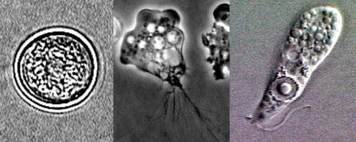 From left to right, the stages of the Naegleria fowleri life cycle shown above are the cyst, the trophozoite, and the flagellated form.