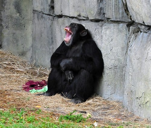 When a chimpanzee laughs, it is a sign of stress or aggression.