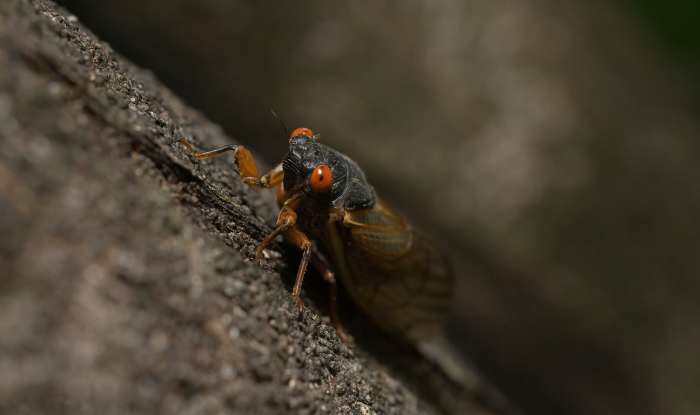 Picture Of A Cicada