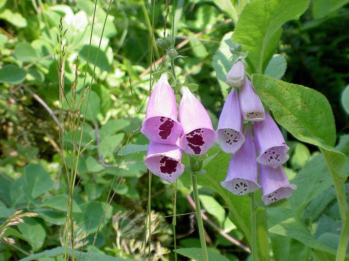 Foxgloves in Sweden