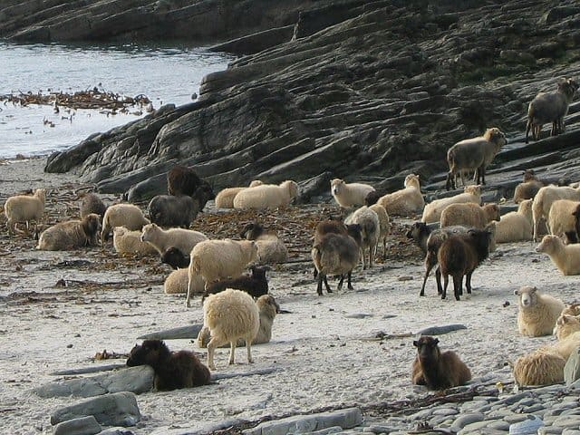 As an example of how much the sea impacts Orkney life, these sheep are a special breed which has evolved to eat seaweed. Their stomachs can no longer digest grass.