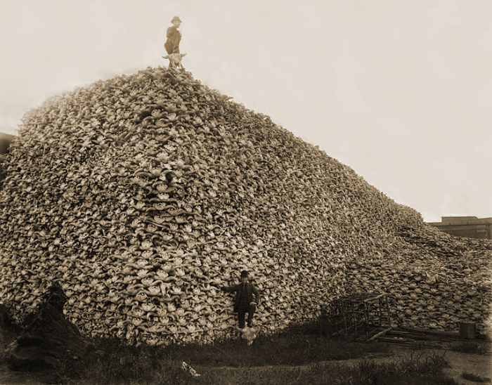 This mountain of bison skulls bears sad testimony to the slaughter of greedy market hunters in the late 1800s and early 1900s. Fortunately, biologists, sport hunters, and politicians such as Teddy Roosevelt saw the danger and took action to preserve