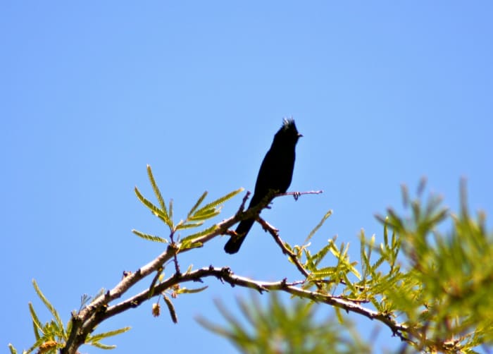The roadrunner's camera-shy neighbor, the phainopepla, in the ubiquitous mesquite tree.
