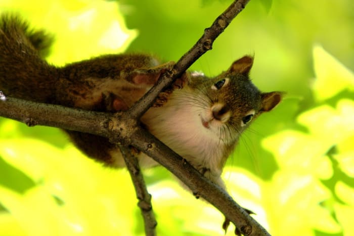 Okay, so they take more than their fair share from your bird feeder, take up residence in your attic, and chew up your flower bulbs before they can even bloom. But they sure are CUTE!