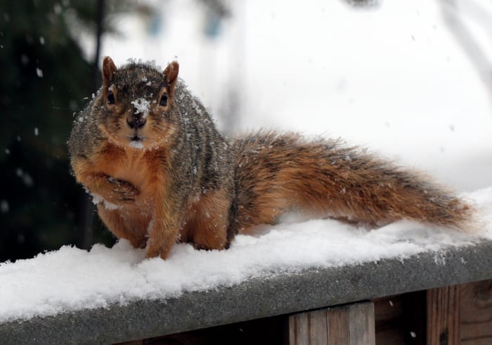 Everyone has to eat. Go ahead and help that squirrel out. It is not uncommon for squirrels to die of starvation before their first birthday. This guy looks plenty safe.