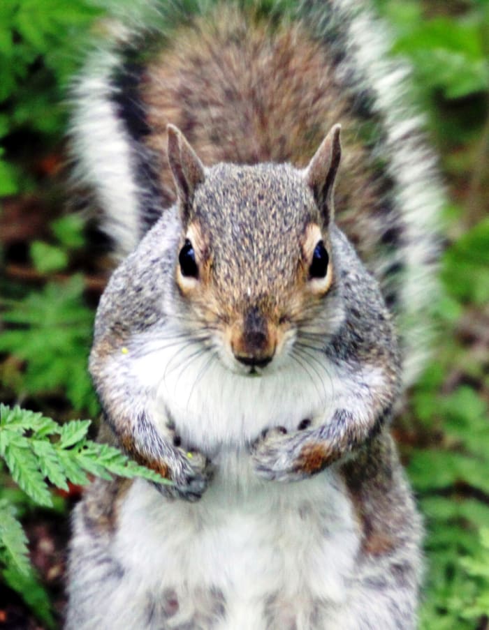 Thanks to resourceful planning, this squirrel has built a main nest and one or more back-up nests. He has planned for emergencies. Do you have a Plan B?