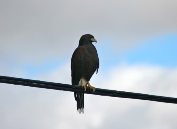 A vigilant hawk makes it easy to see why we refer to people as "hawkish" or "hawk-eyed."