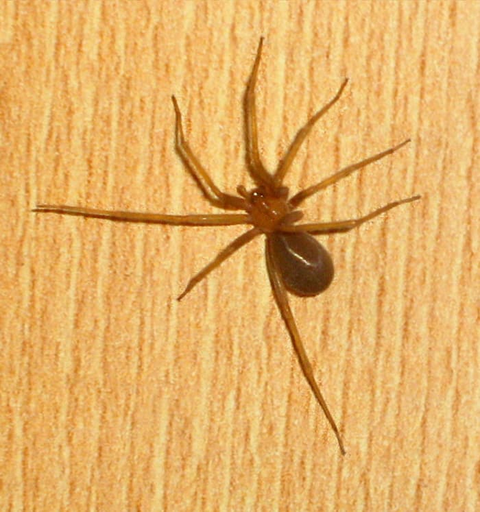 The Chilean recluse is generally considered to be one of the most venomous species of all the recluse spiders. Although, as its name implies, it is native to South America, it is known to have established itself in the Los Angeles area.