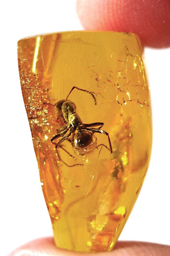 An ancient ant preserved in amber