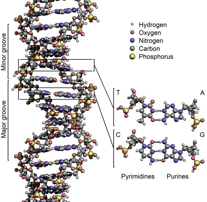 DNA is a long molecule with a complex structure. This illustration shows only a small section of the molecule.