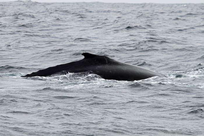 Humpback Dolphins: Facts About Unusual and Beautiful Animals ...