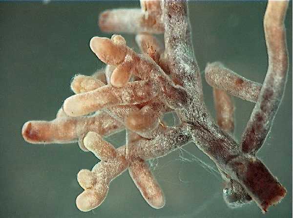 Root tips covered with the white hyphae of Amanita, a mycorrhizal fungus