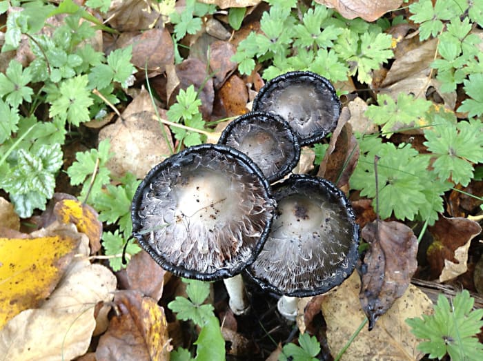 Fungi may contain new medicines. (The photo shows shaggy mane mushrooms undergoing autodigestion to release spores.)