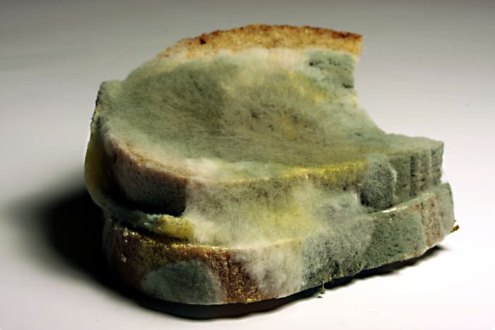 Mold growing on bread
